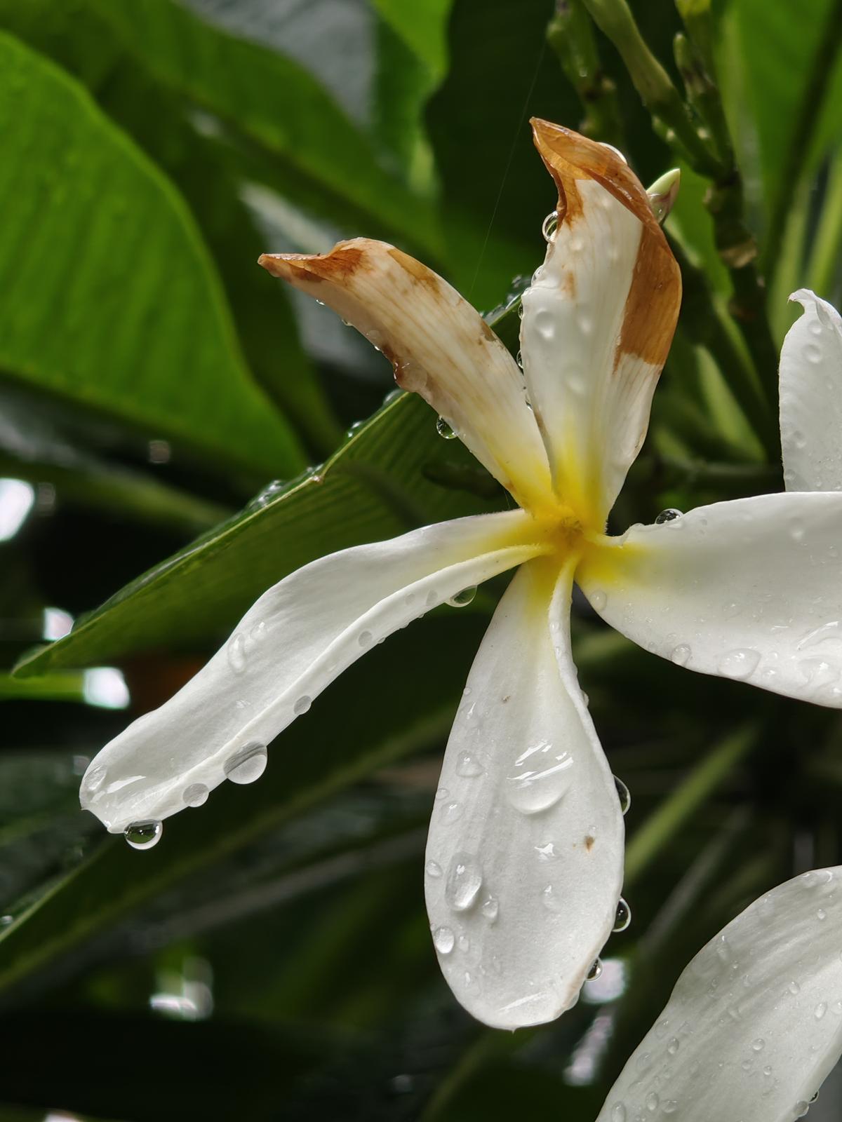 Nothing Phone camera sample Nothing Phone camera sample