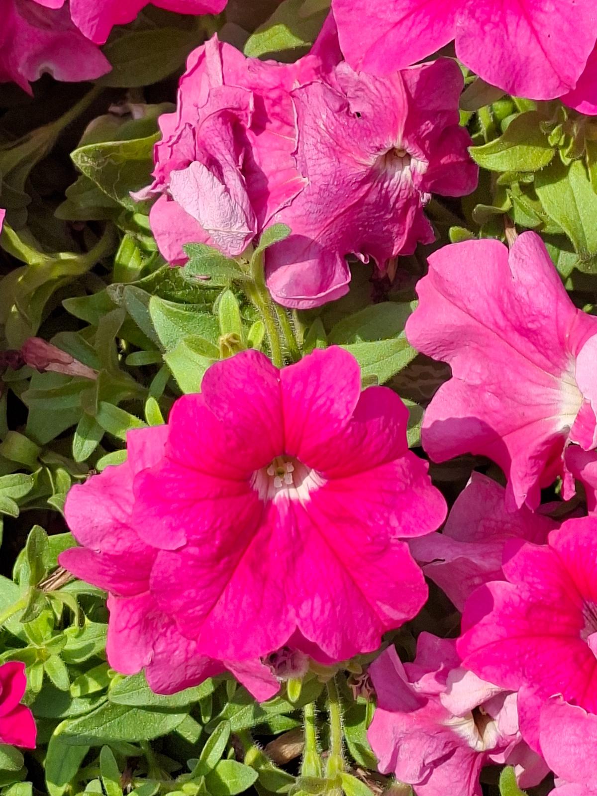 Galaxy A57 camera sample