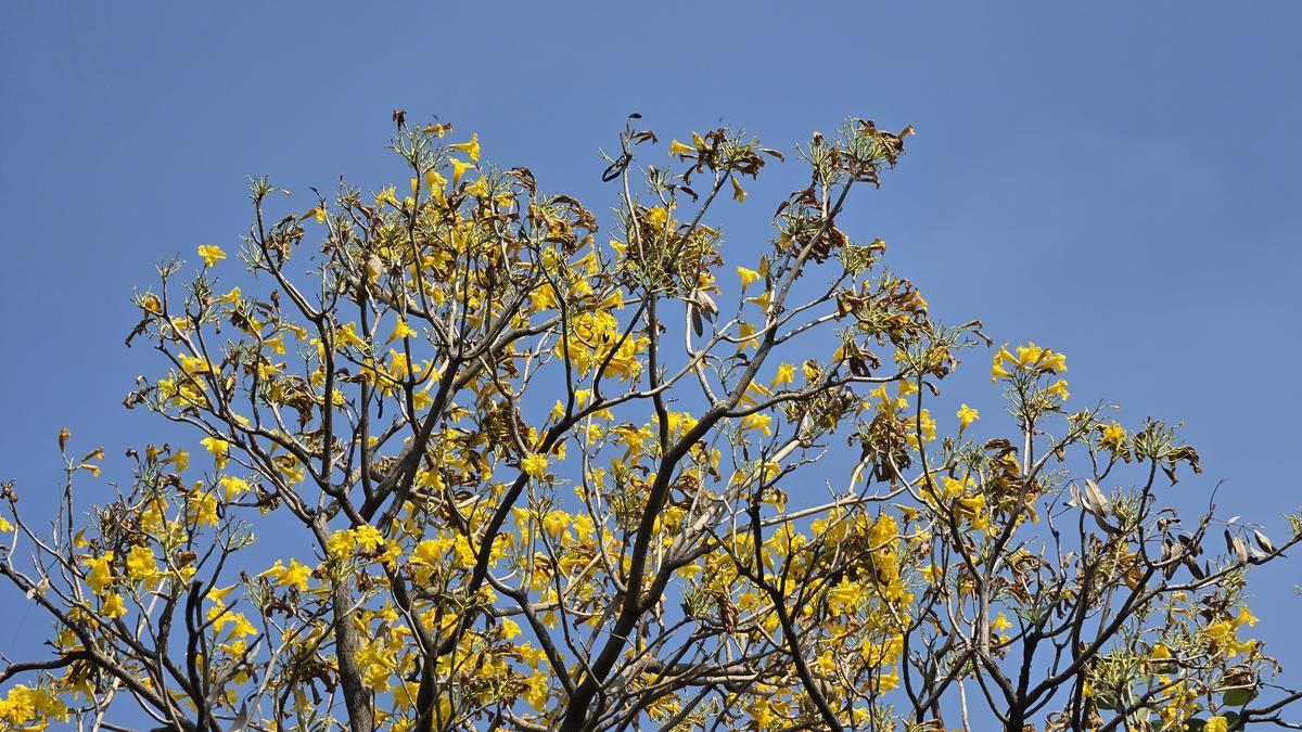 Galaxy S26 Ultra camera sample