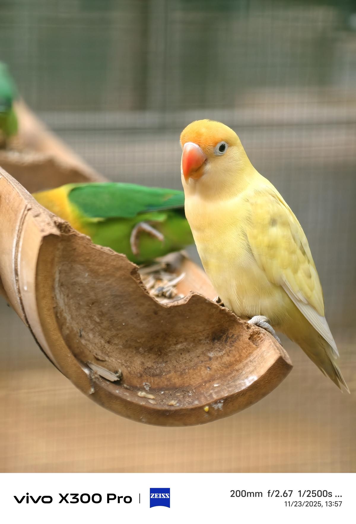 Vivo X300 Pro camera sample