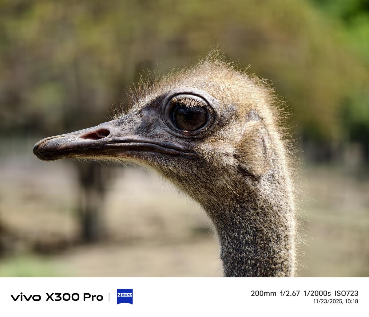 Vivo X300 Pro camera sample