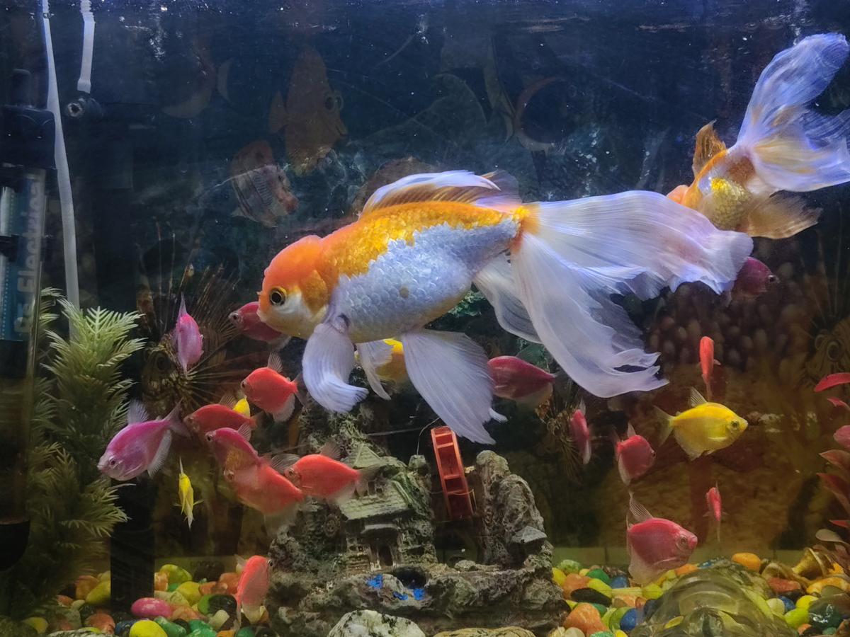 Muestra de cámara Motorola Edge 70 Fusion