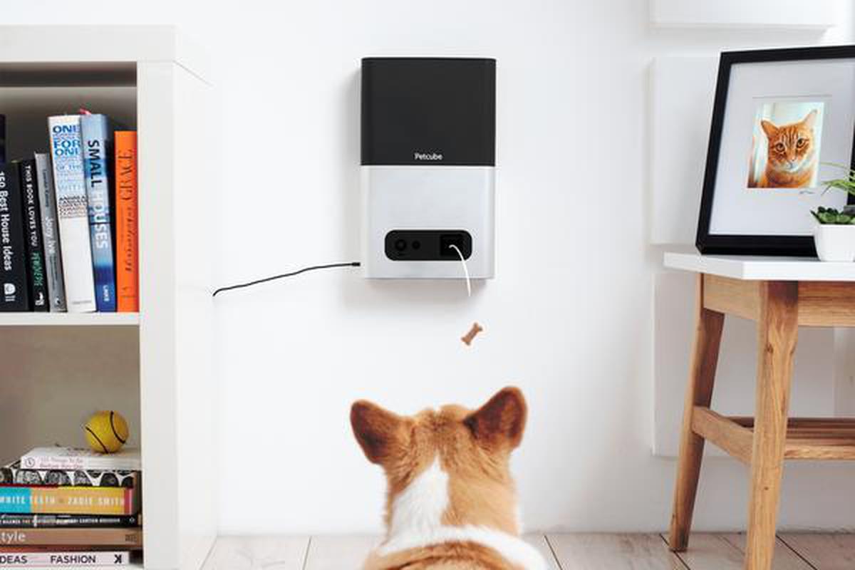 contact petcube