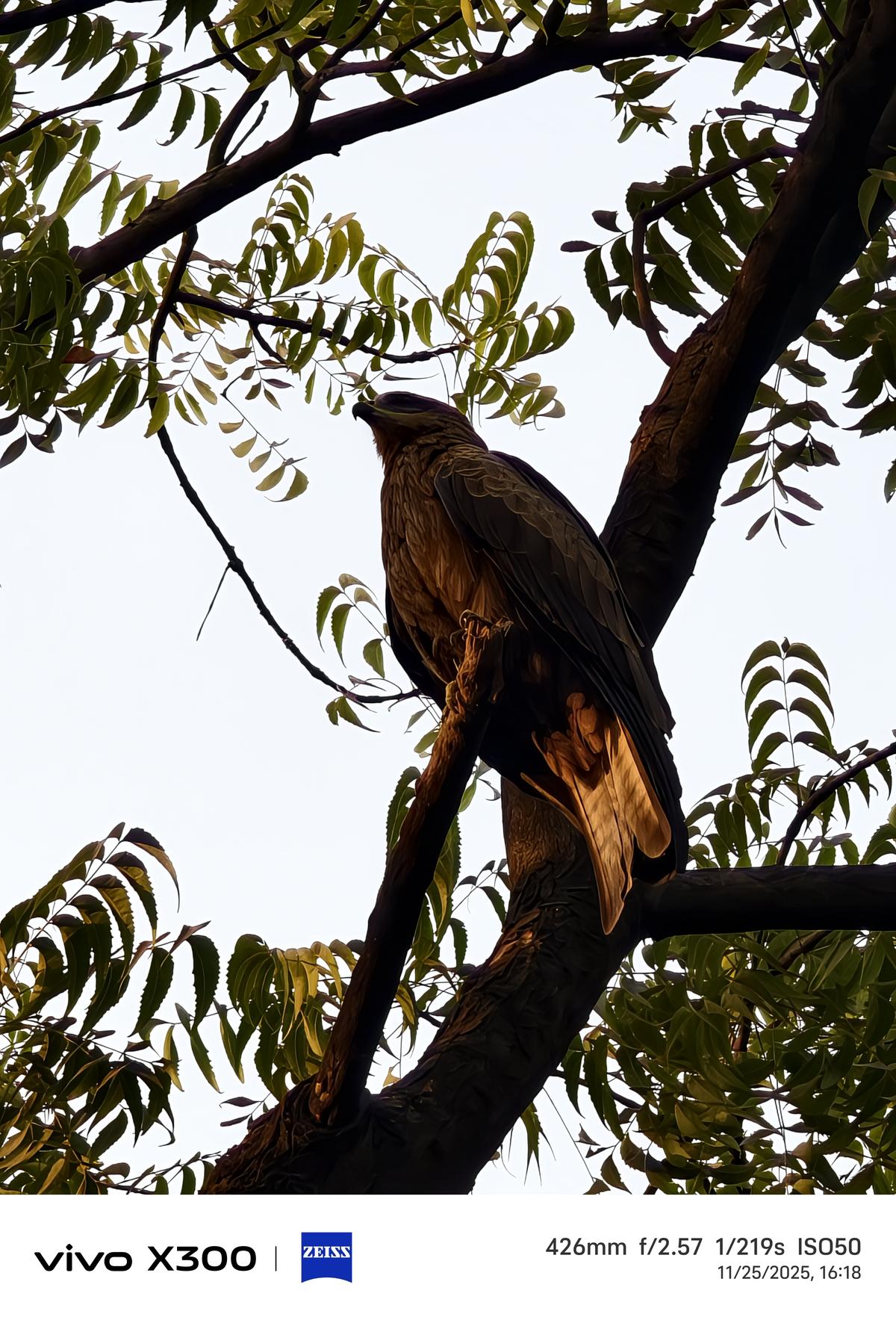 Vivo X300 camera sample Vivo X300 camera sample