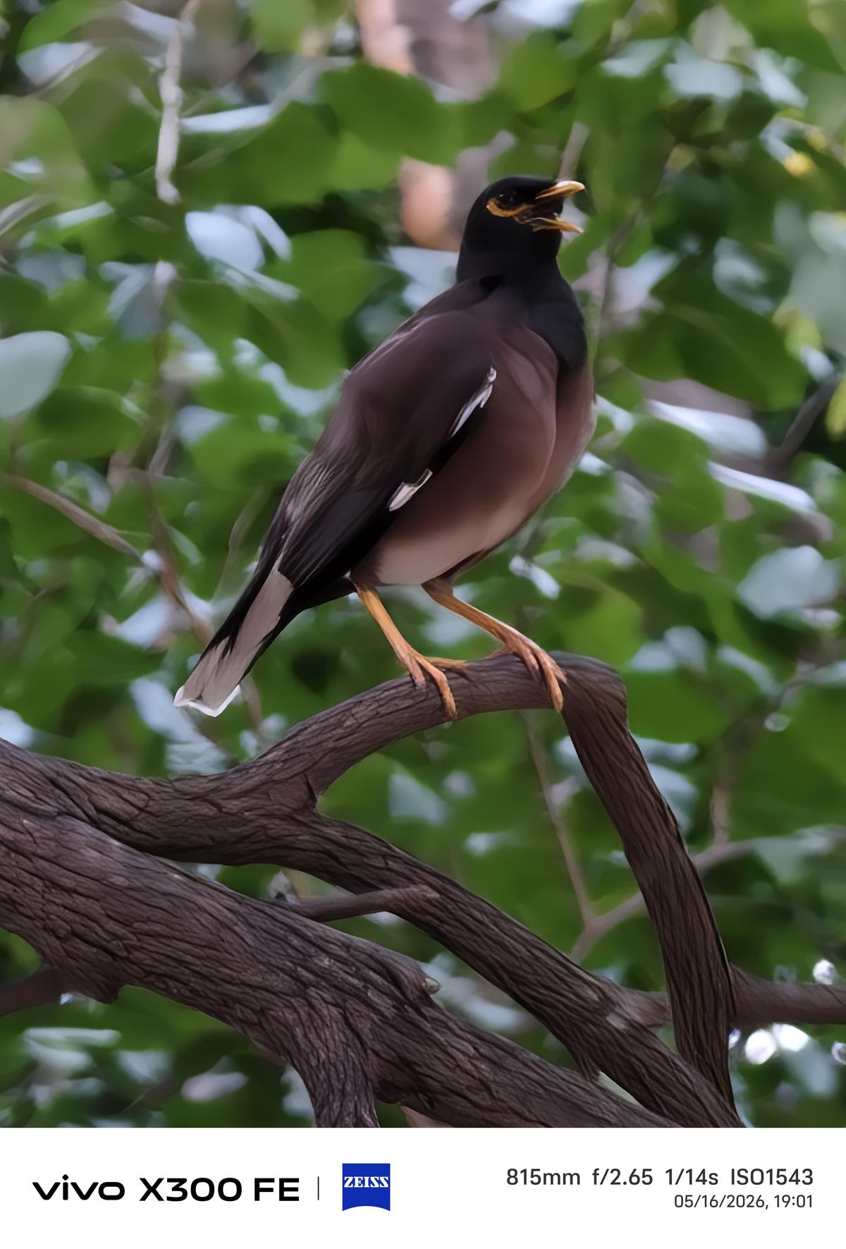Vivo X300 FE camera sample