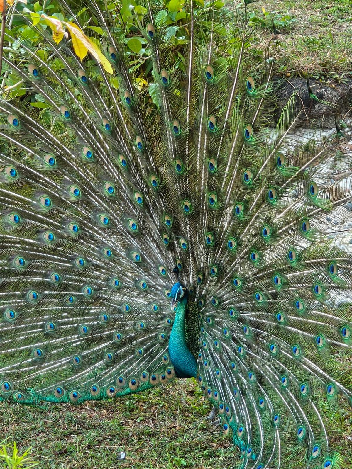 Motorola Signature camera sample Motorola Signature camera sample