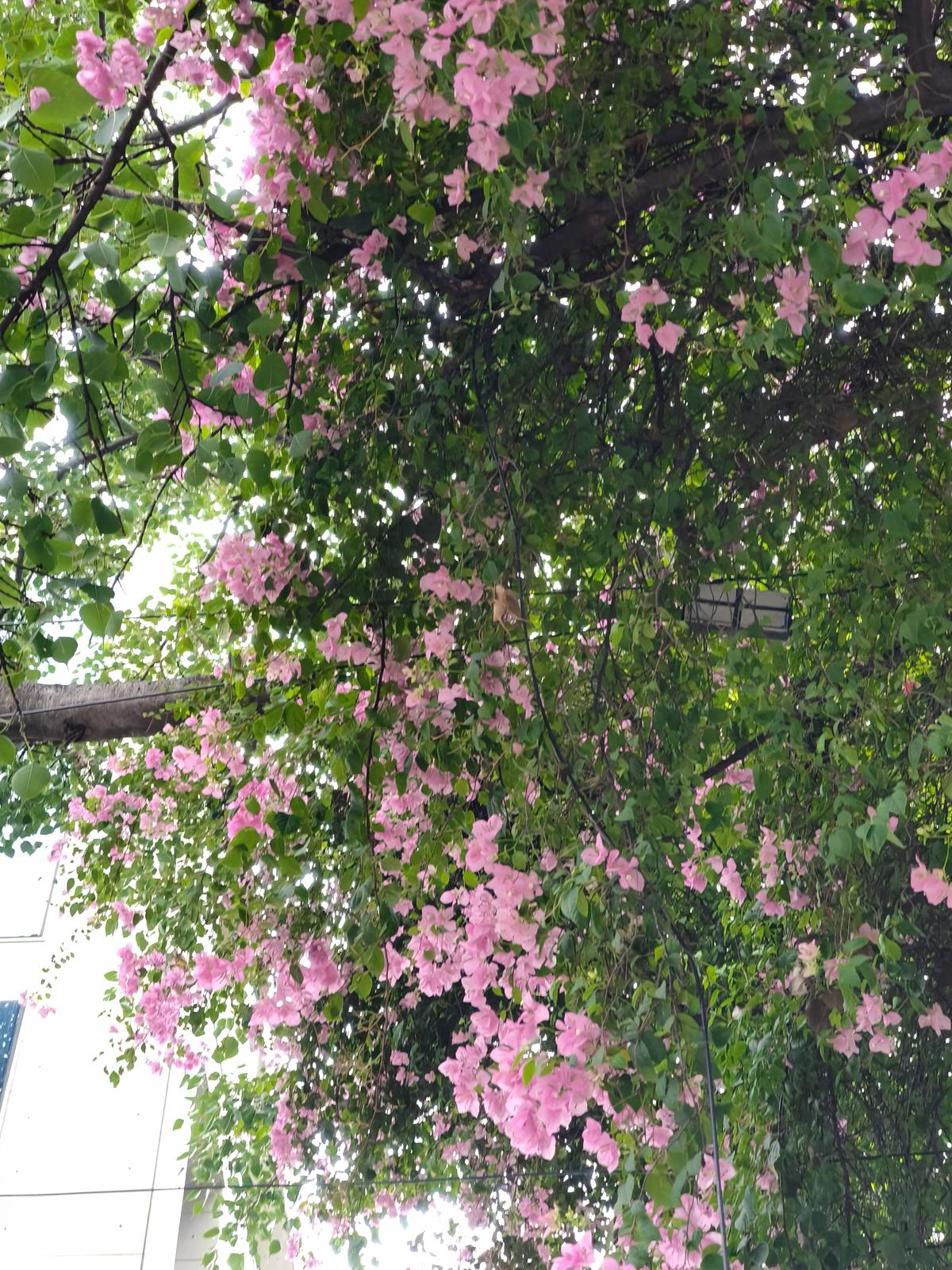 Realme GT 7 camera sample Realme GT 7 camera sample