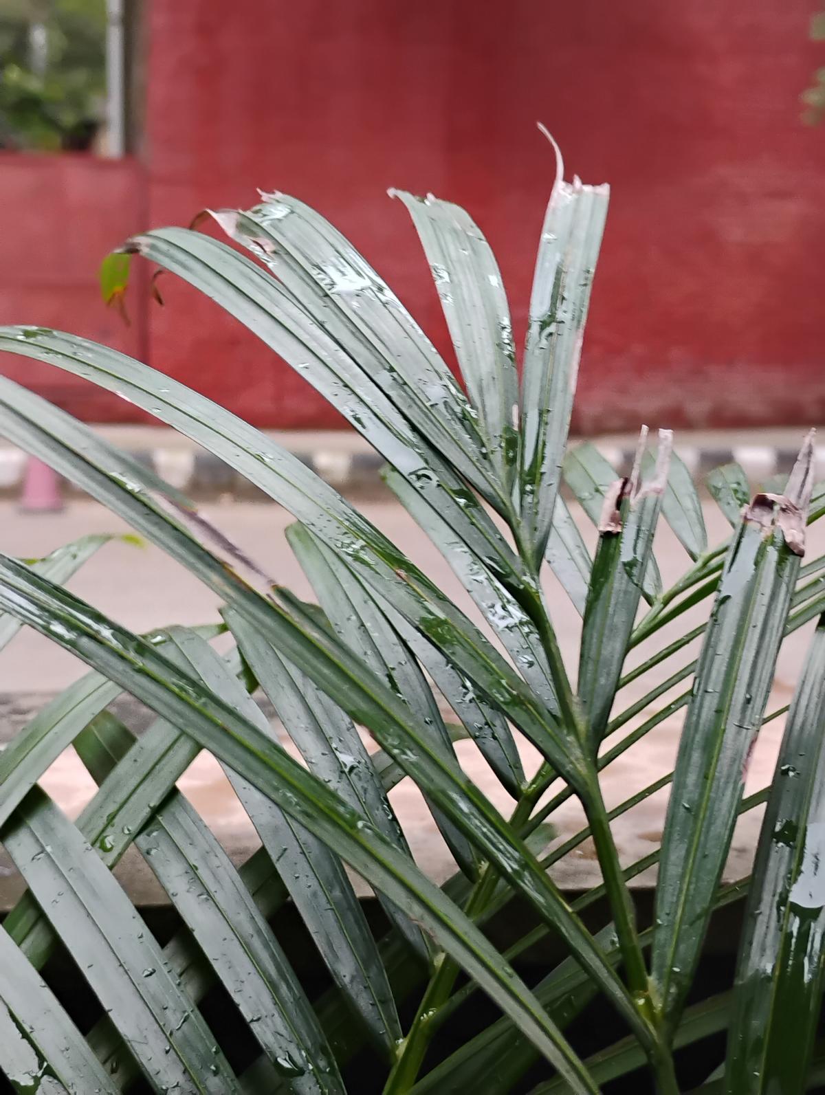 Moto G45 5G camera sample