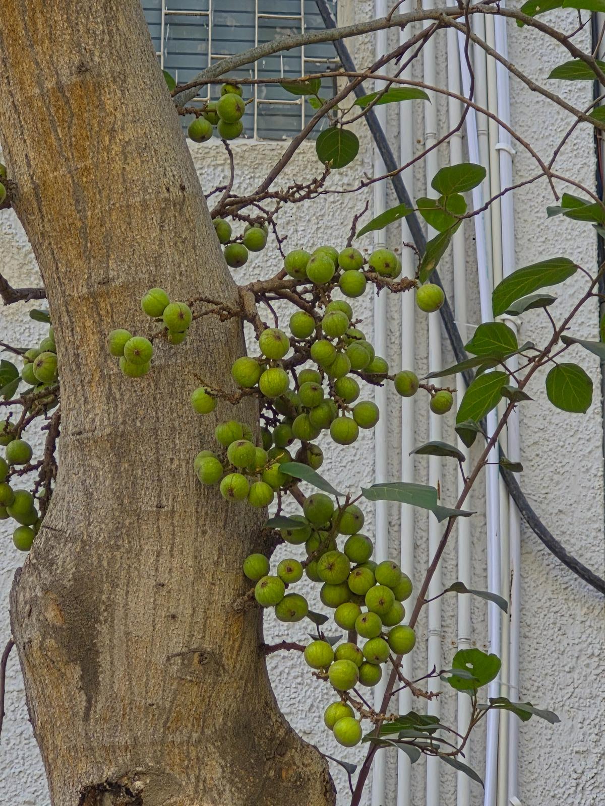 Galaxy S25 FE camera sample