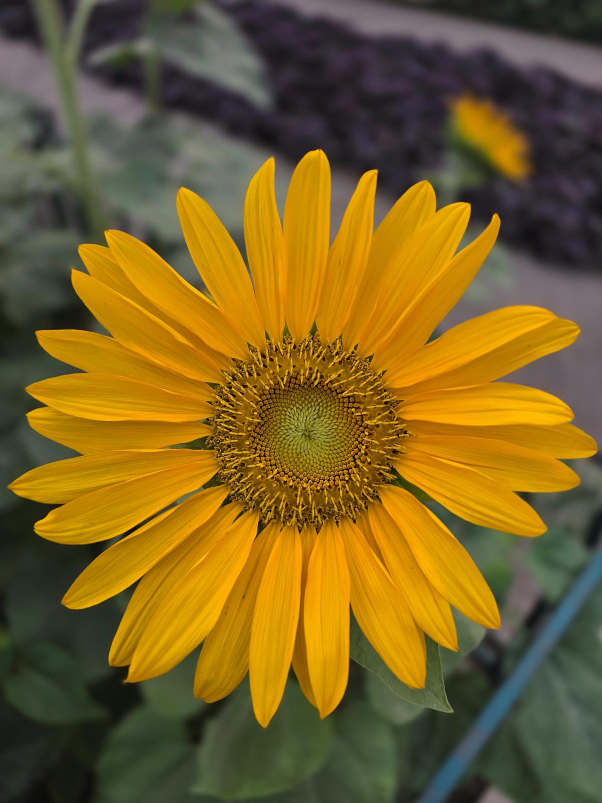 Galaxy S25 Edge camera sample