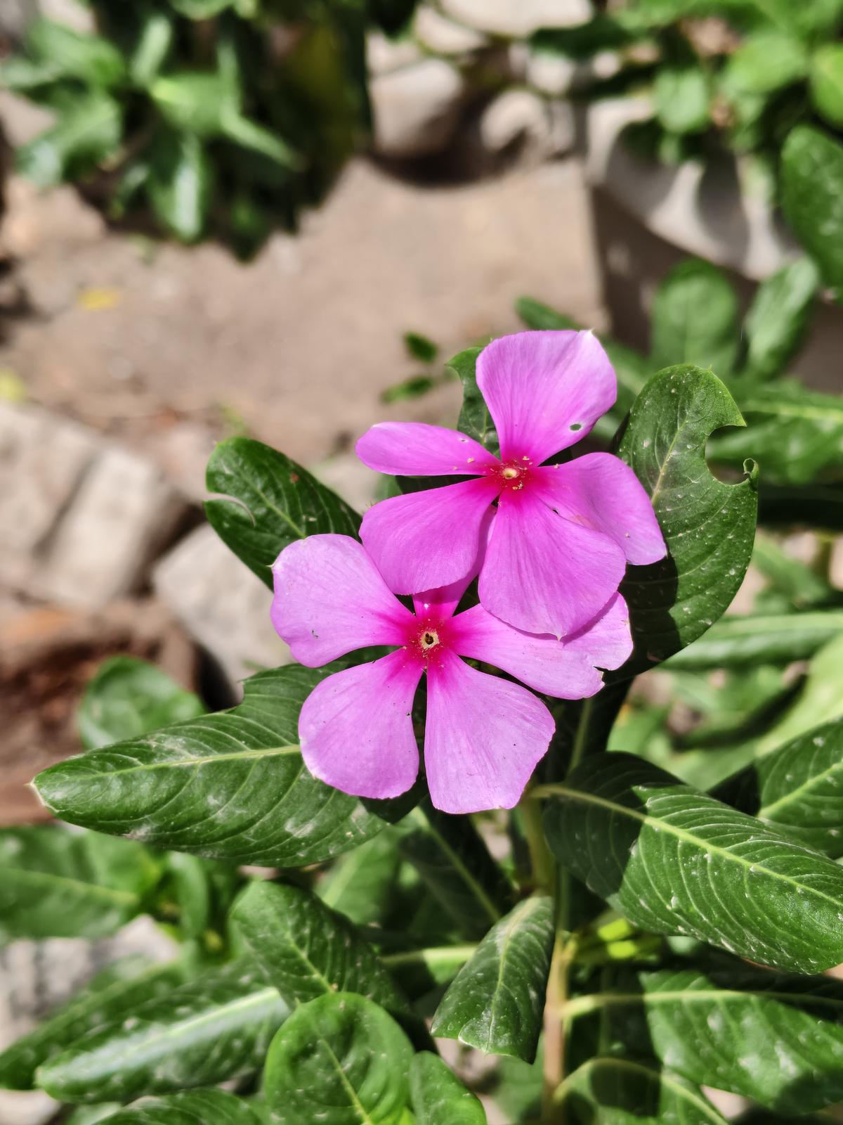 iQOO Neo 10 camera sample iQOO Neo 10 camera sample