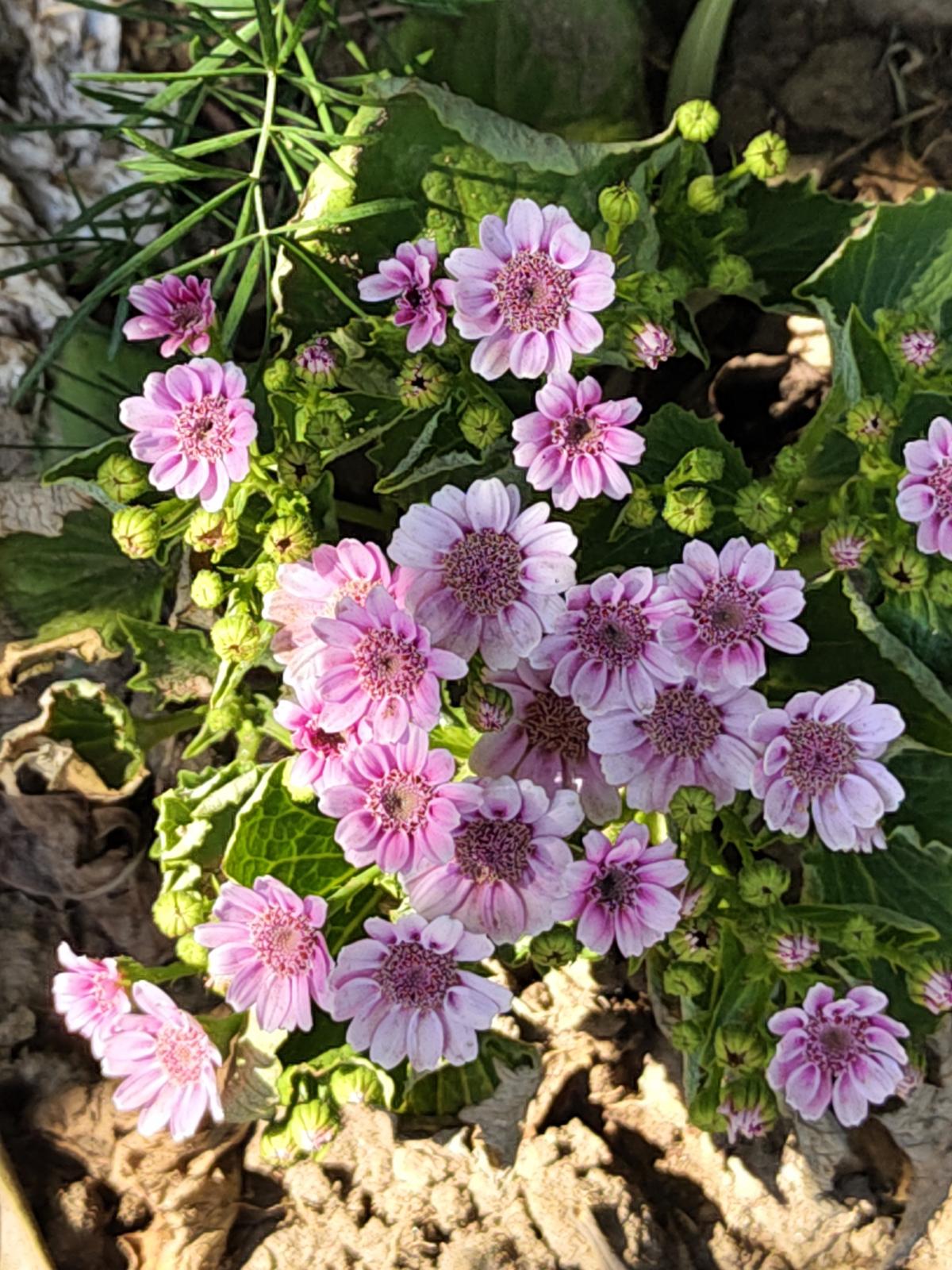 विवो V70 एलीट कैमरा नमूना