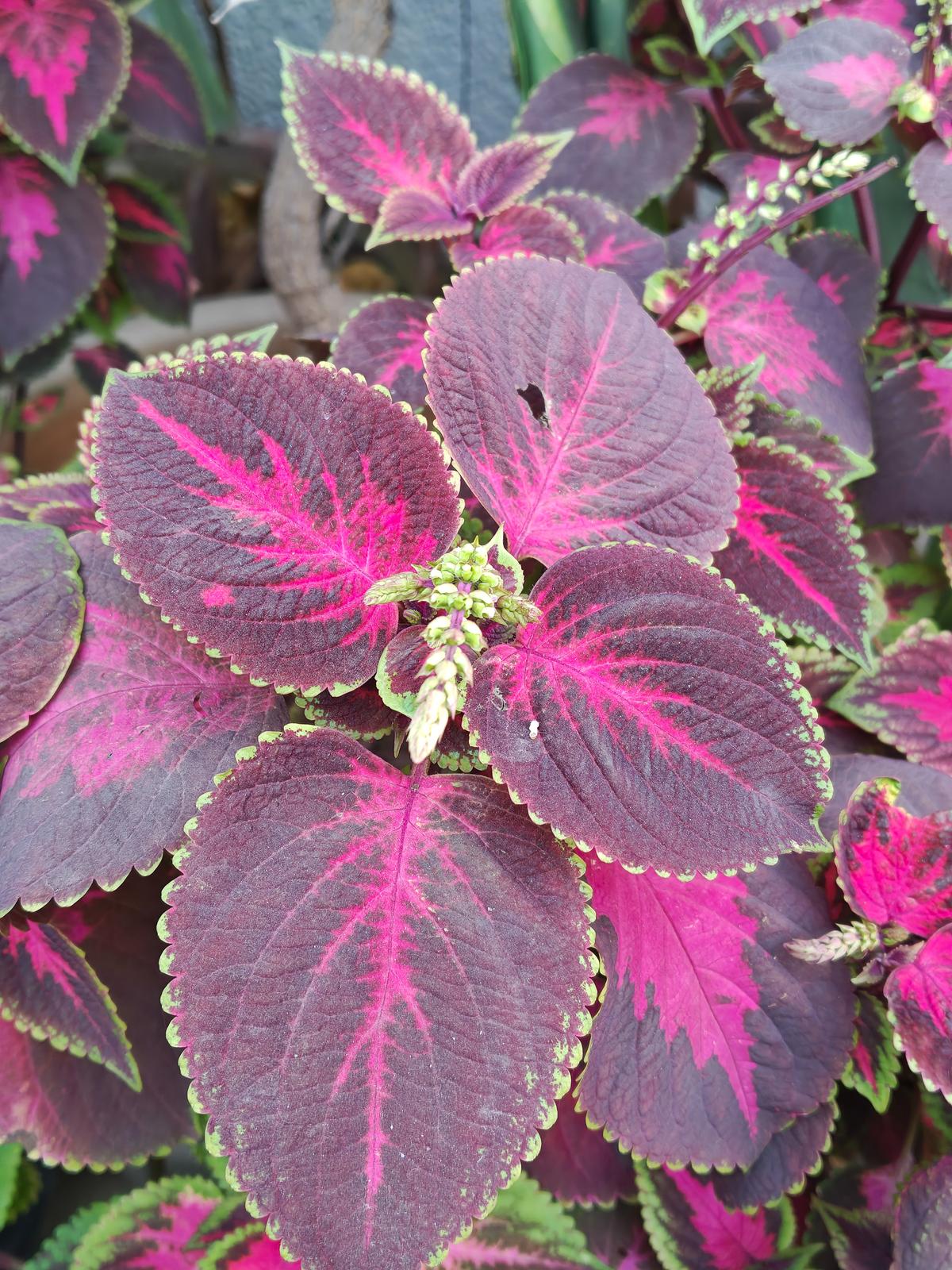 Motorola Edge 70 camera sample