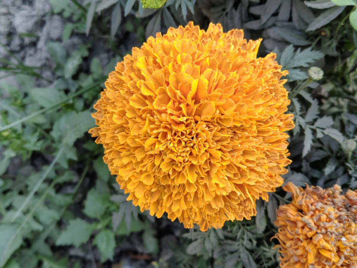 Muestra de cámara Motorola Edge 70 Fusion