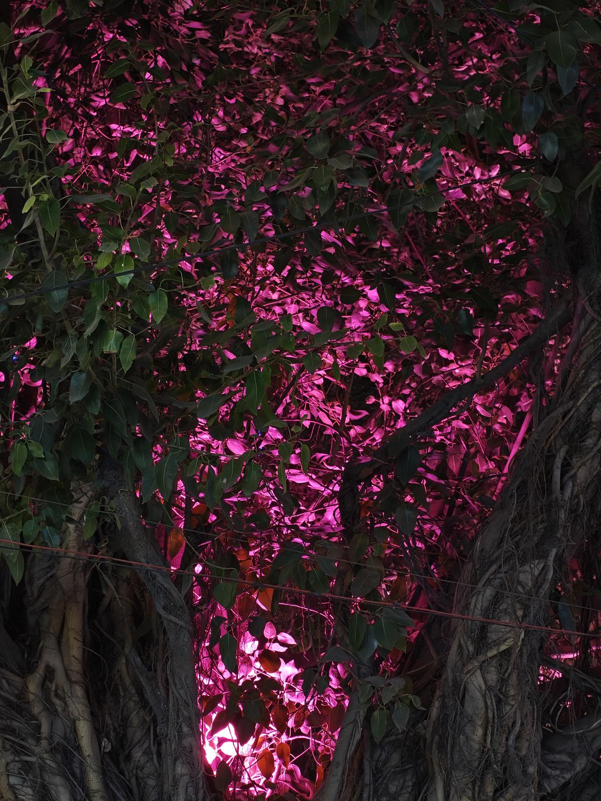 Muestra de cámara del OnePlus 15