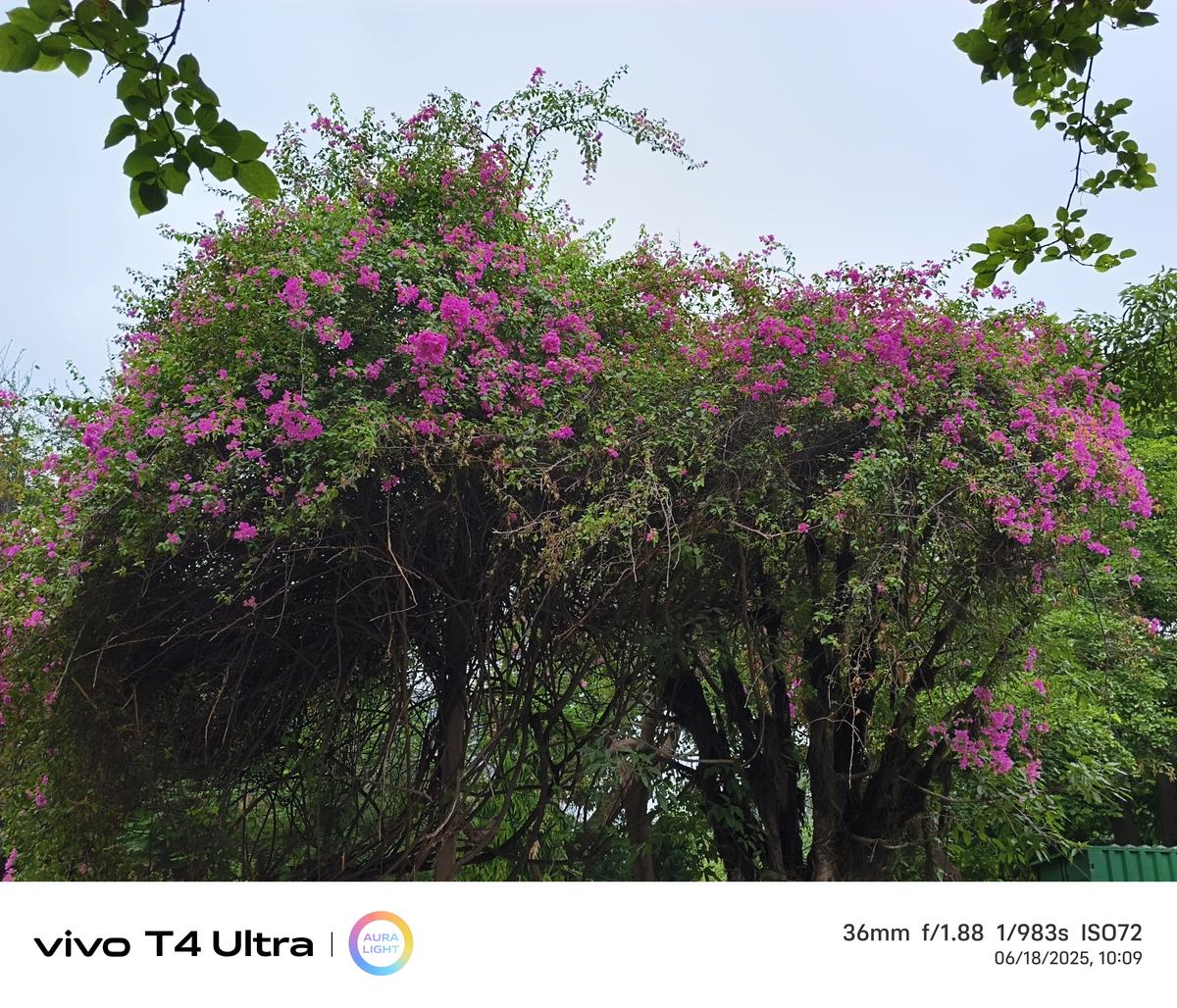 Vivo T4 Ultra camera sample Vivo T4 Ultra camera sample