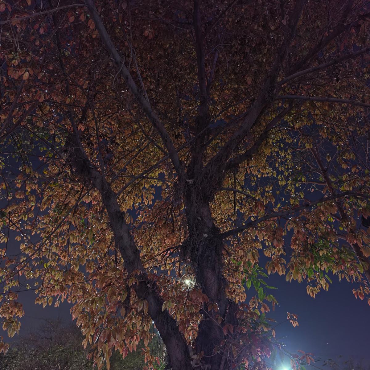 Galaxy S26 Ultra camera sample