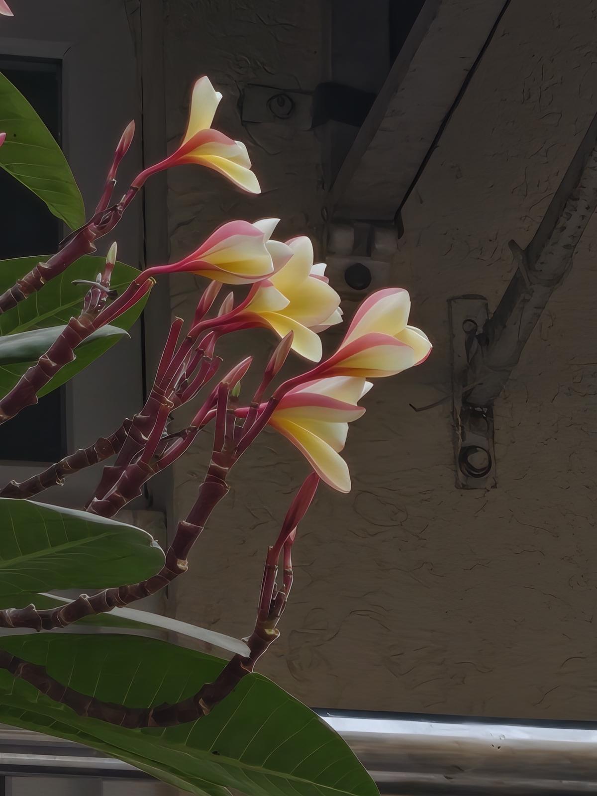 iQOO 15 camera sample iQOO 15 camera sample