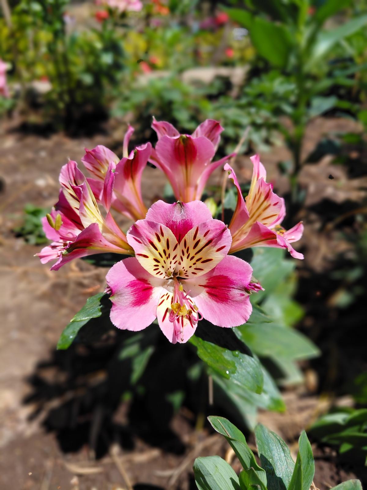 Samsung Galaxy A36 camera sample Samsung Galaxy A36 camera sample