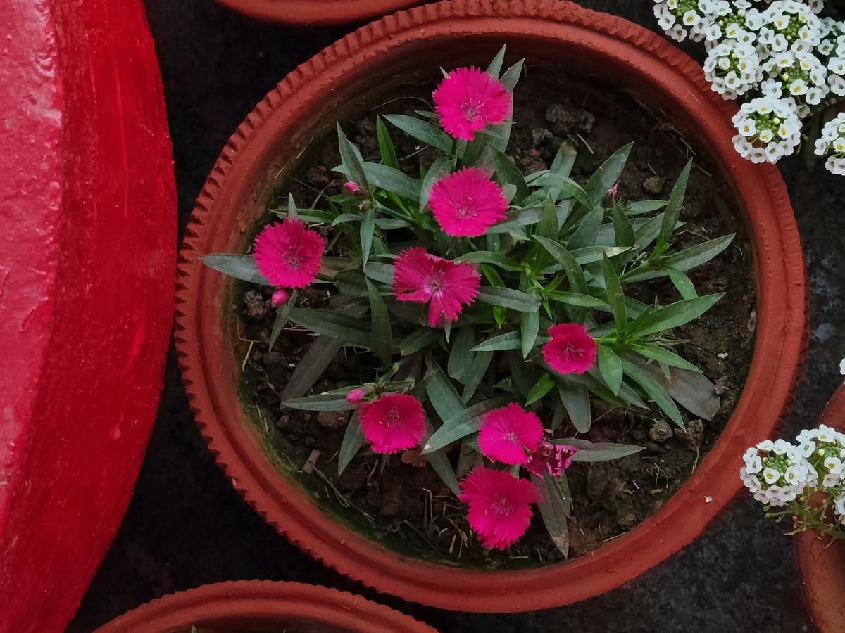 Muestra de cámara Redmi Note 15 