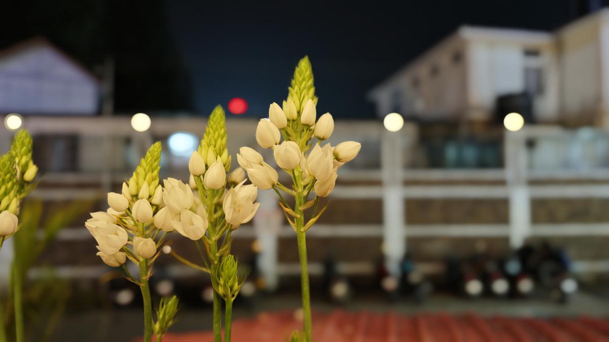 Xiaomi 17 Ultra camera sample