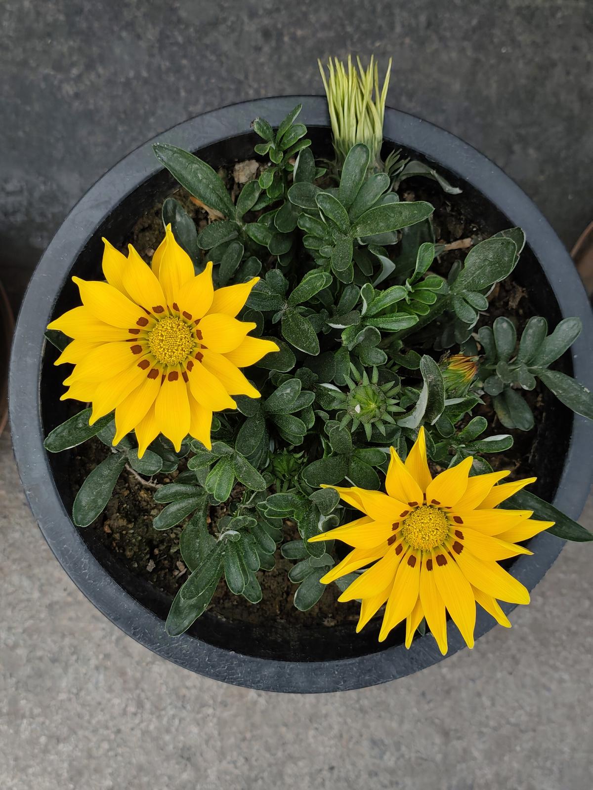 Muestra de cámara Redmi Note 15 Pro+