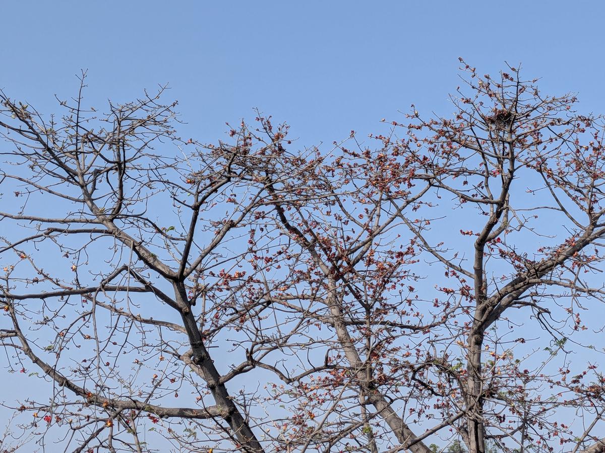 Google Pixel 10a कैमरा नमूना Google Pixel 10a कैमरा नमूना