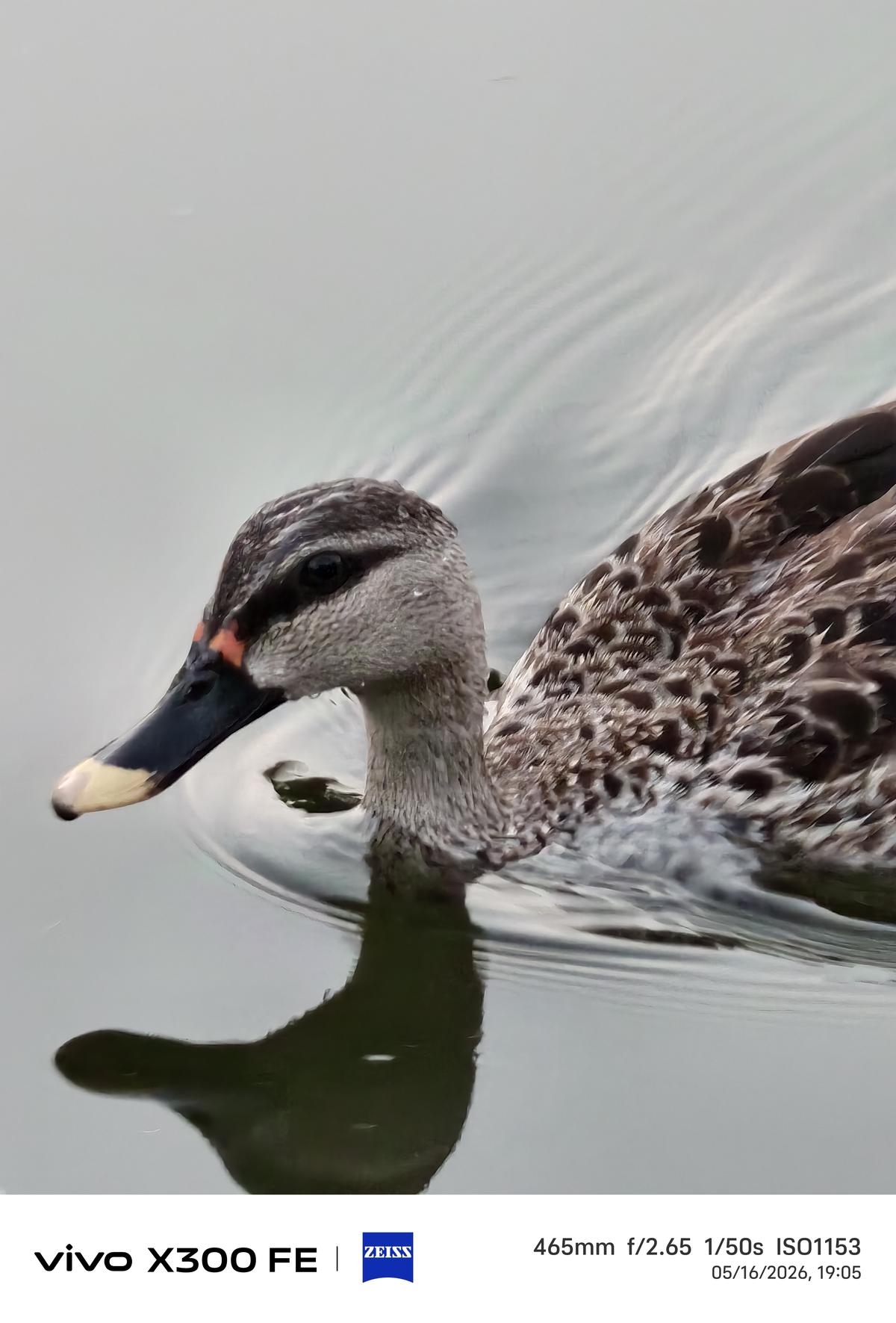 Vivo X300 FE camera sample