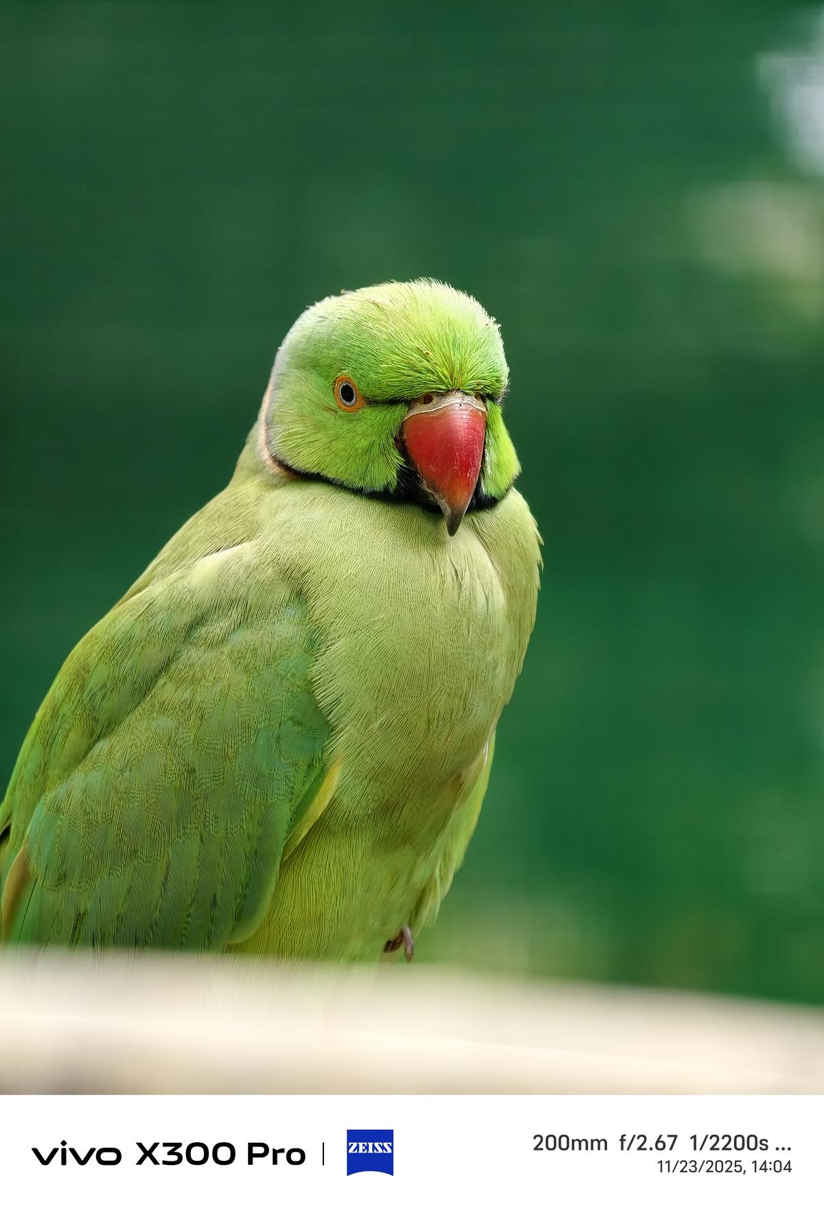 Vivo X300 Pro camera sample