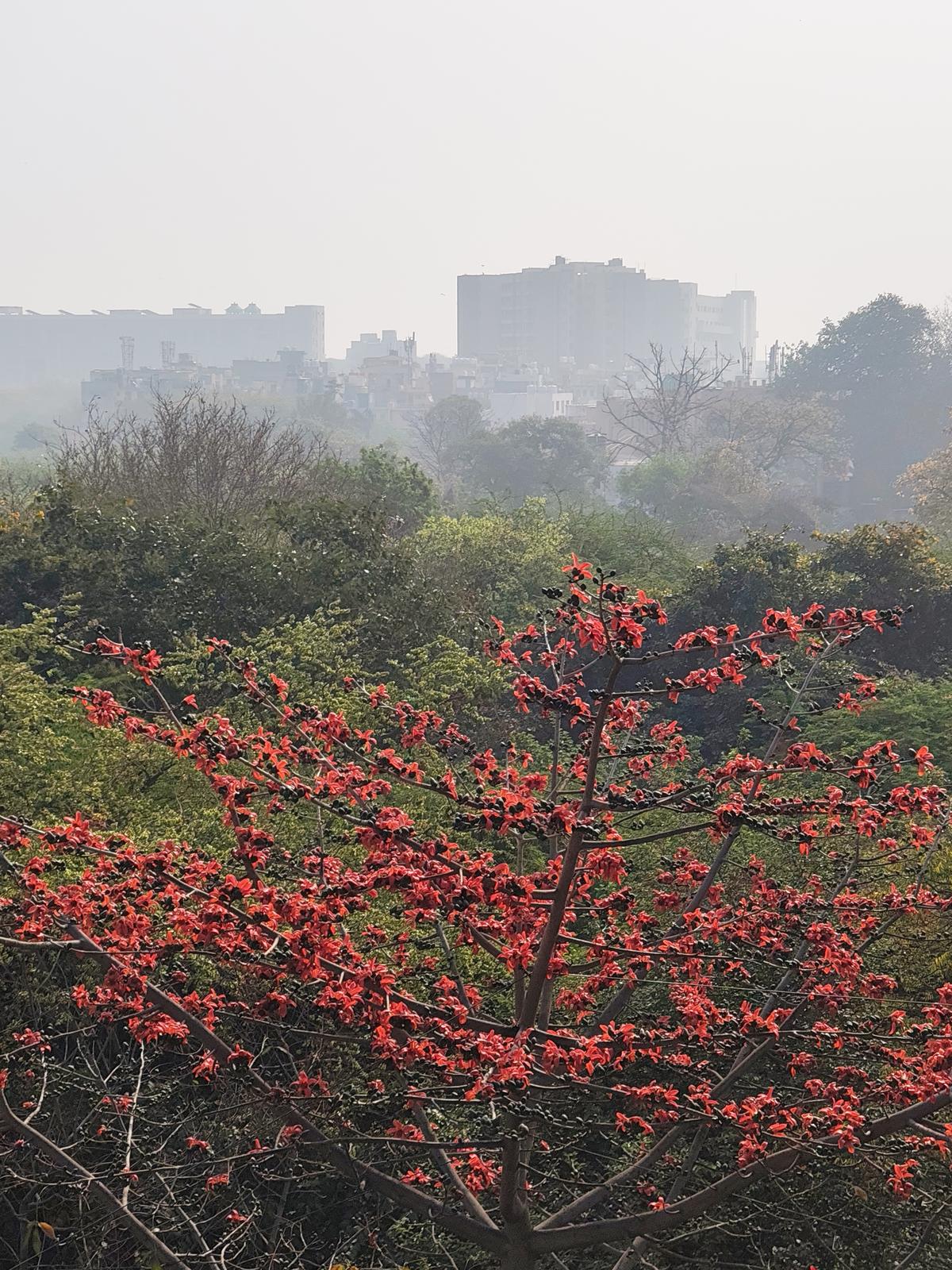 कुछ भी नहीं फोन 3 ए कैमरा नमूना