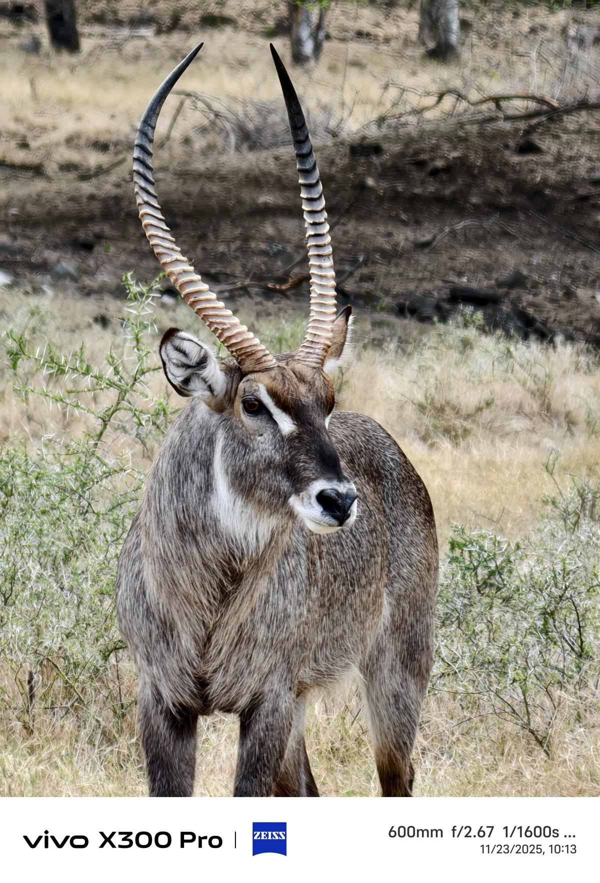 Vivo X300 Pro camera sample