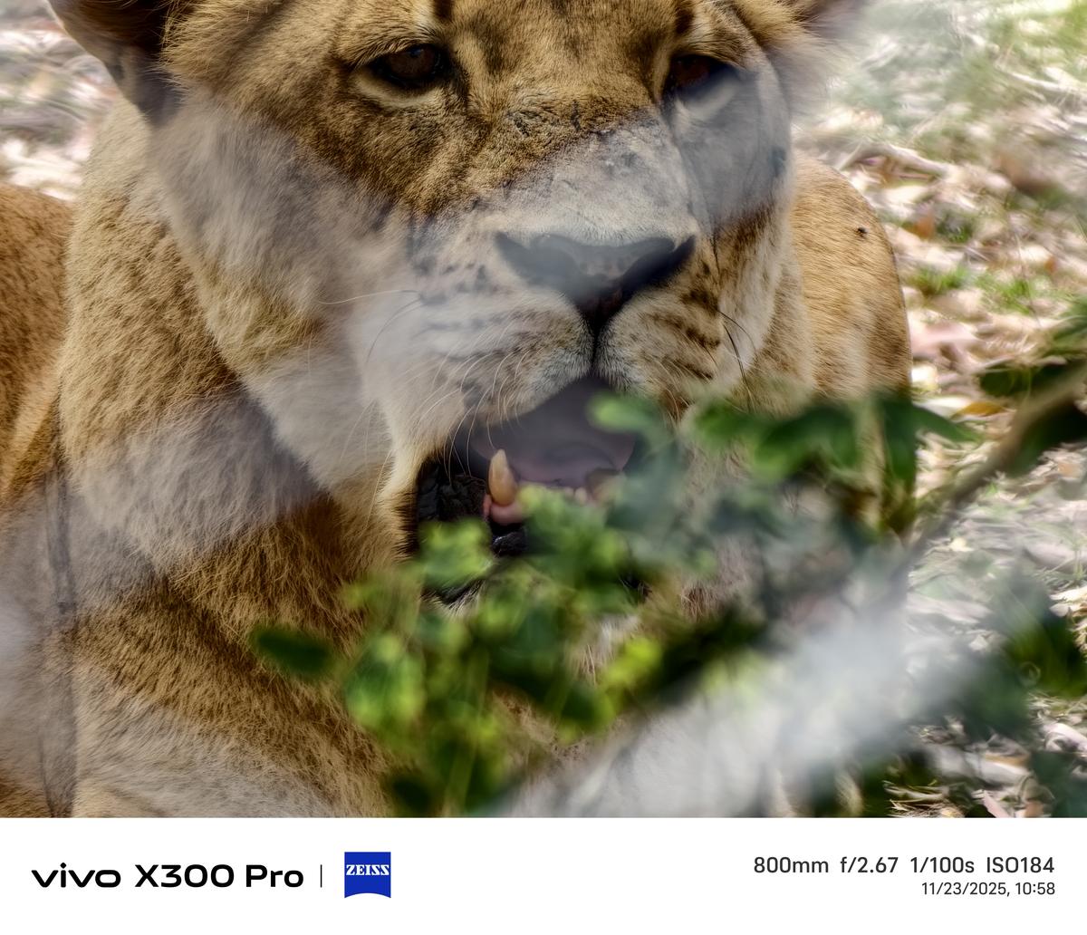 Vivo X300 Pro camera sample