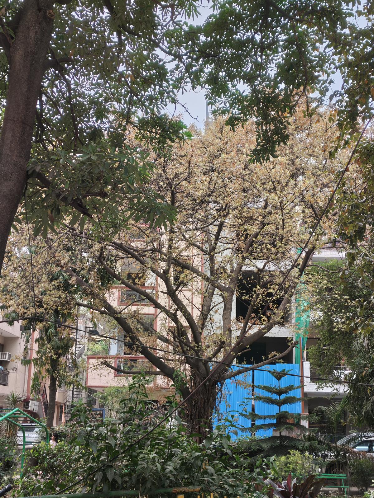 नथिंग फोन 4ए प्रो कैमरा सैंपल नथिंग फोन 4ए प्रो कैमरा सैंपल