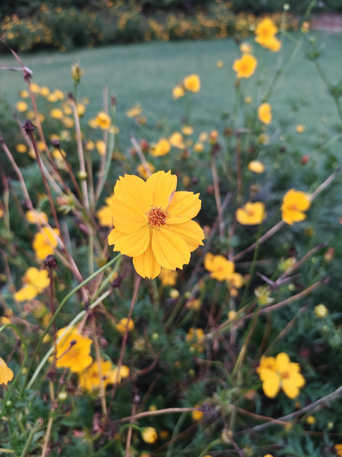 OnePlus Nord 5 camera sample OnePlus Nord 5 camera sample