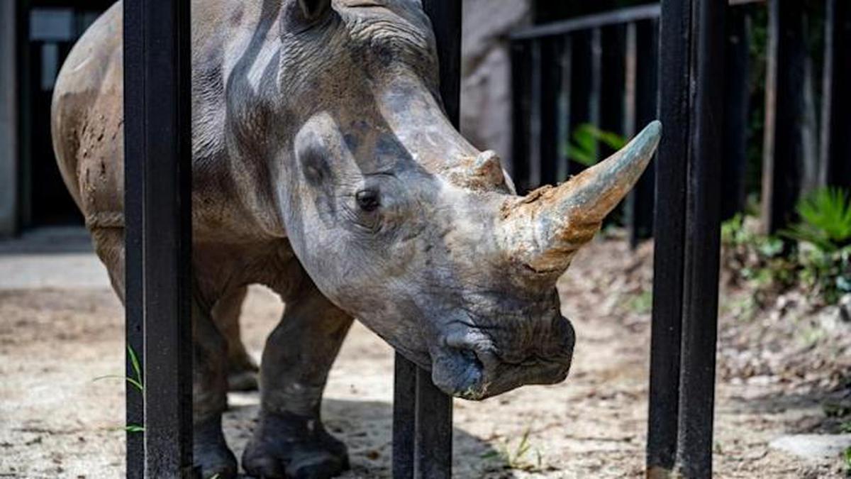 First rhino horn NFT sold at auction in South Africa