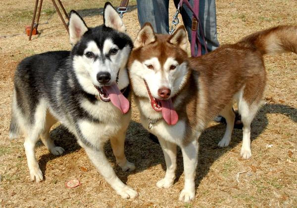 Why Do Husky Have Blue Eyes