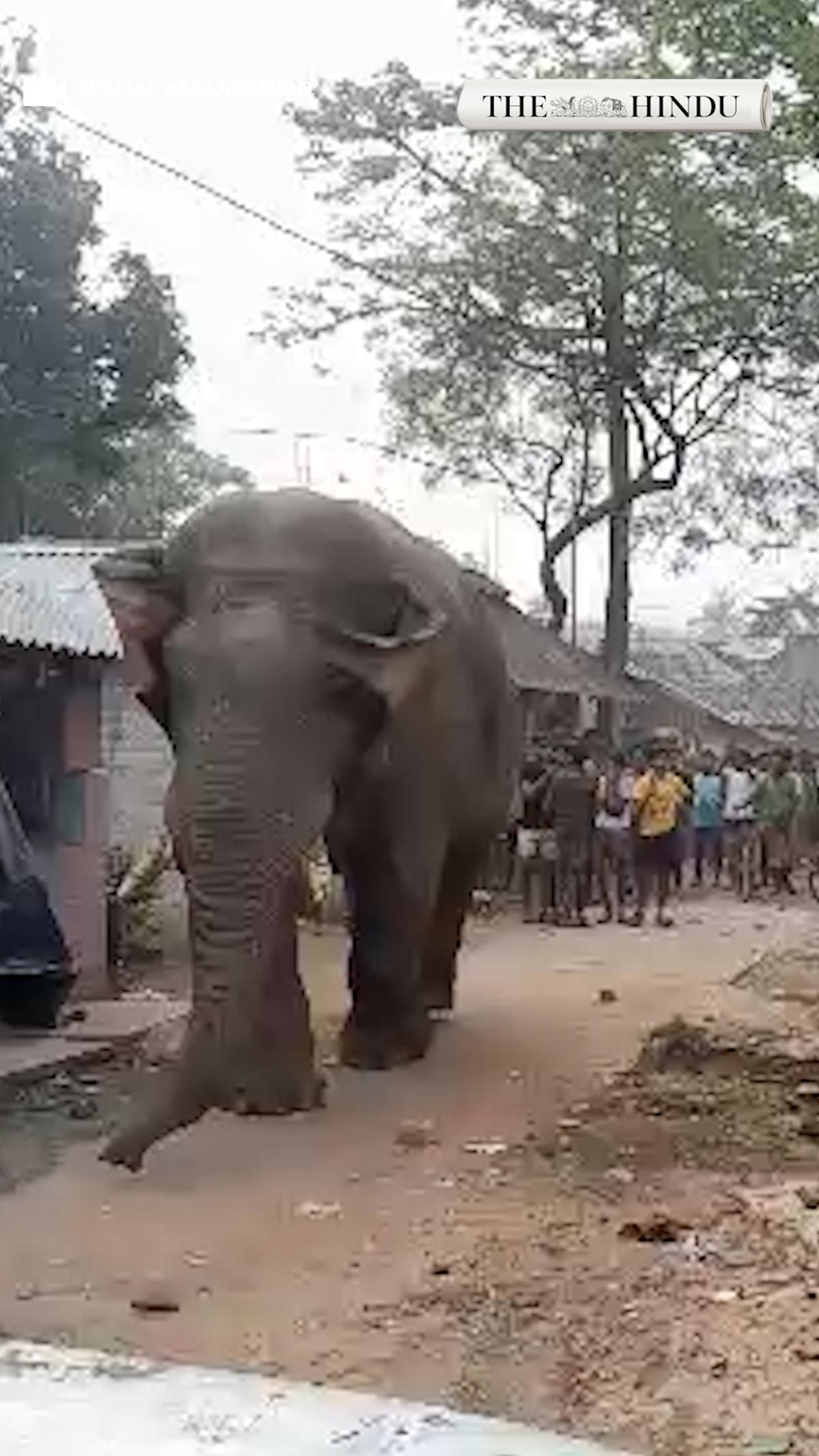 Authorities guide Ramlal the elephant back to the forest after he was seen near polling booth in Jhargram