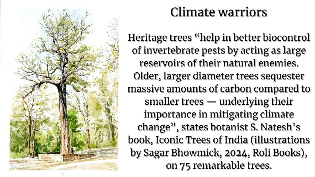 India’s ancient trees: Are we protecting nature’s living timekeepers?  1