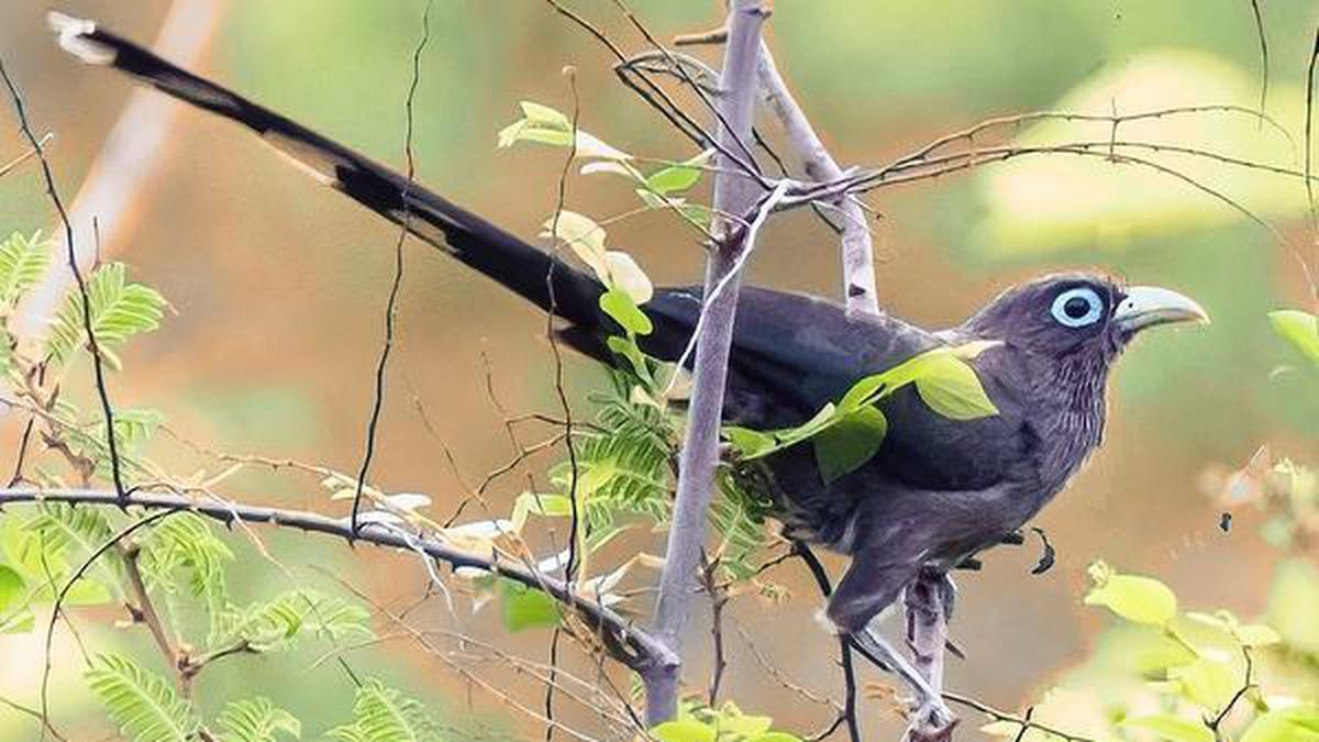 A modern fable: Learn from this cuckoo on how to beat the Coronavirus