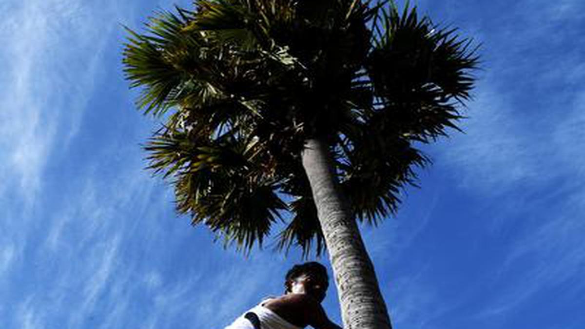 Palm tree store in tamil