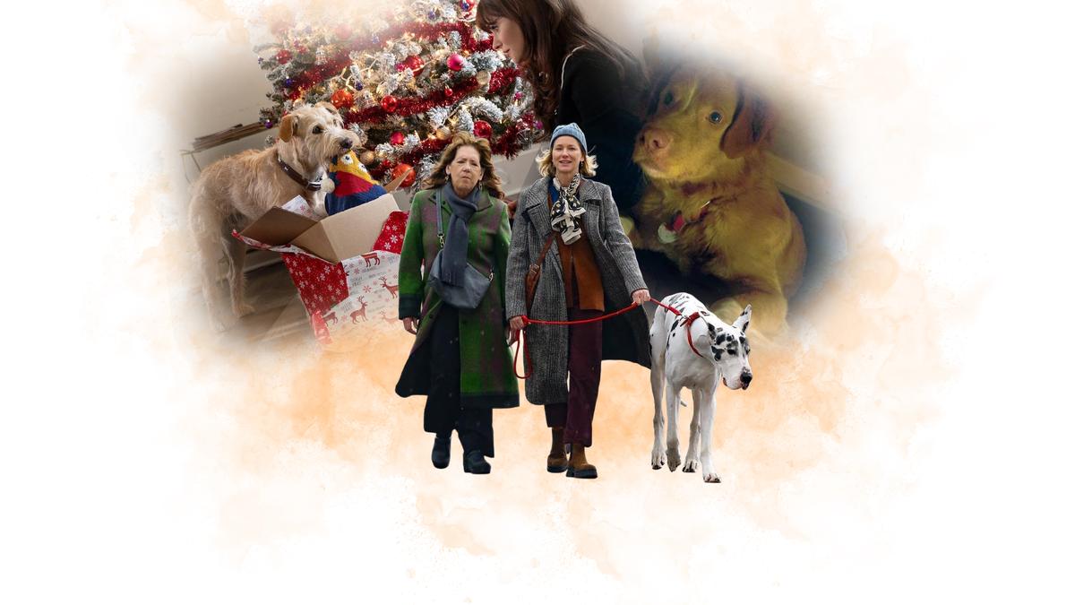 Column | Canine comeback