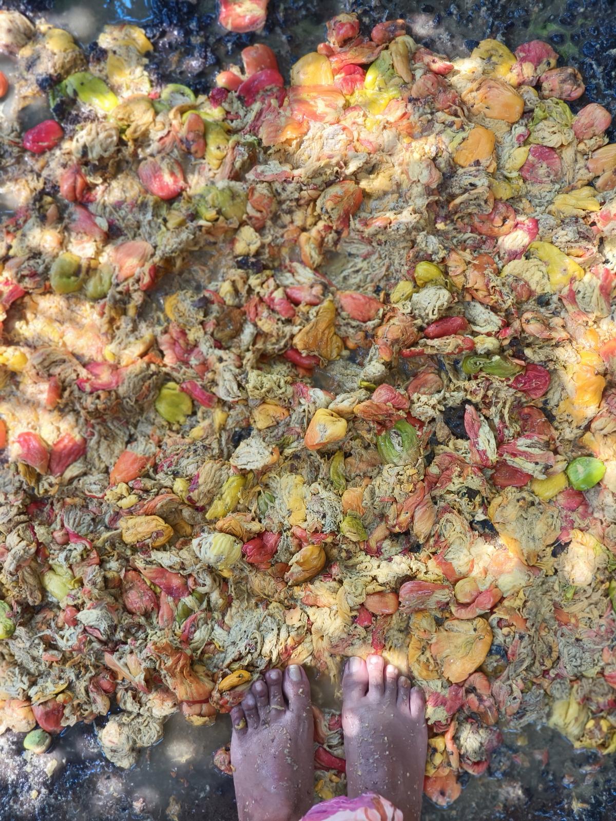 果阿杜德萨加种植园里的腰果被压在脚下。 果阿杜德萨加种植园里的腰果被压在脚下。