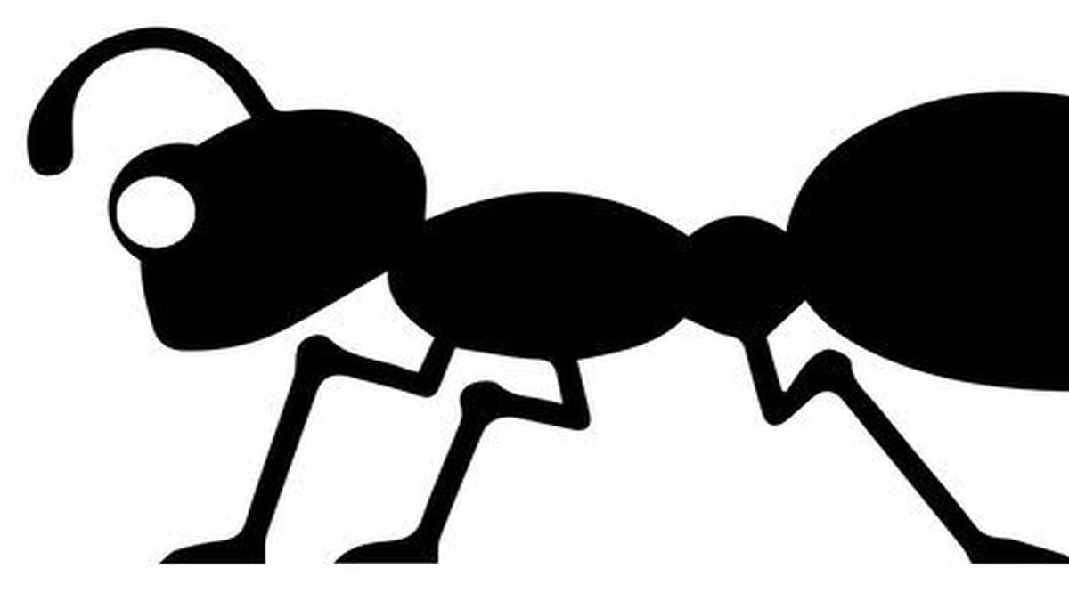March of the ants The Hindu