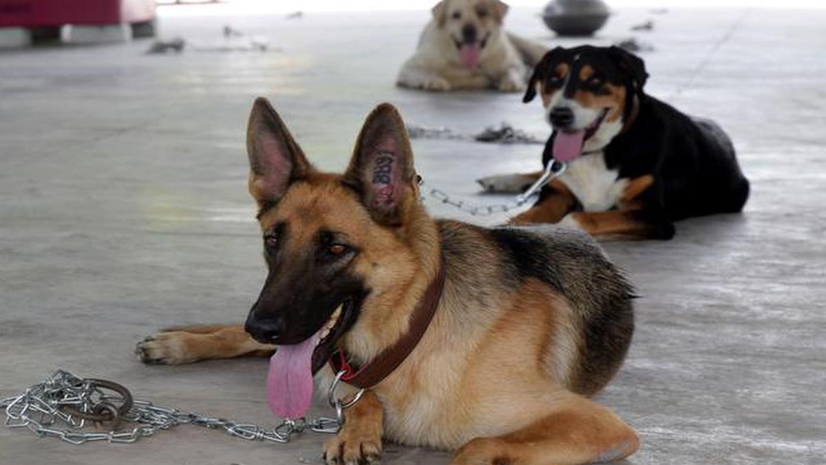 Russian Military Dogs