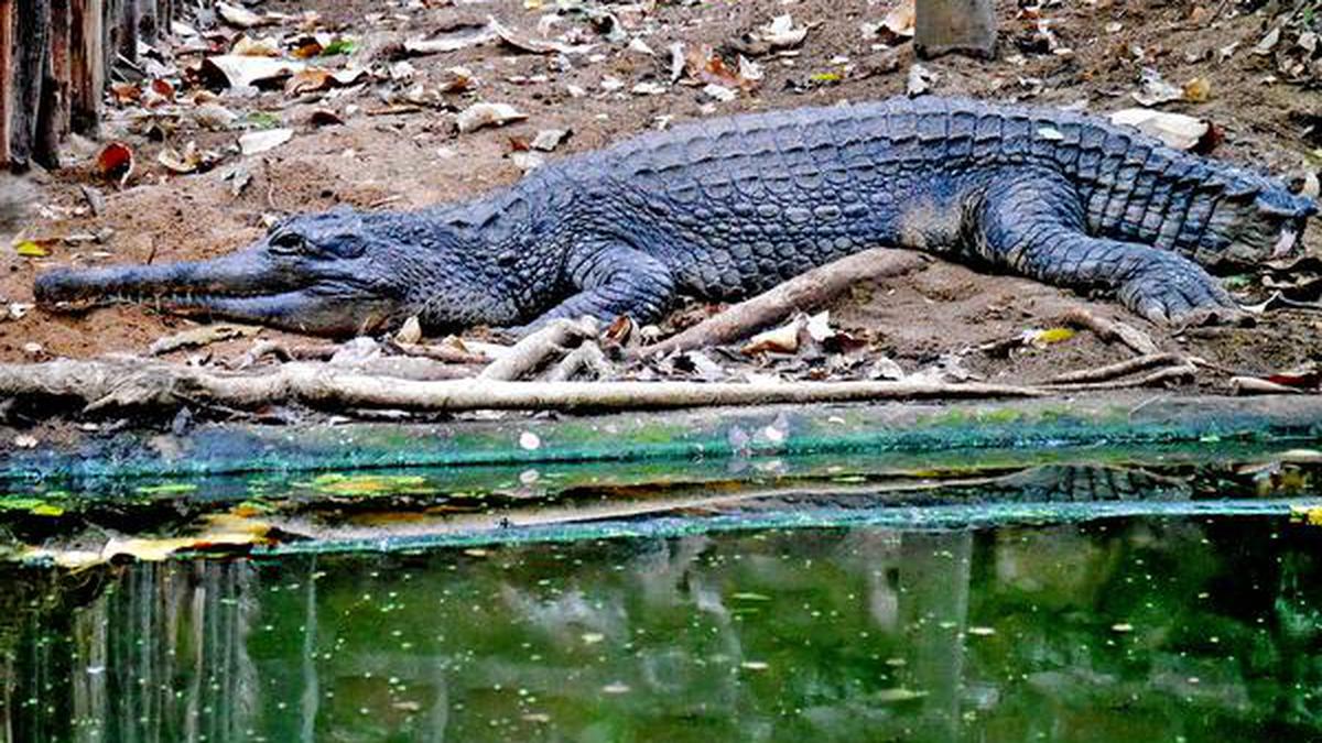 Nile Crocodile Tails