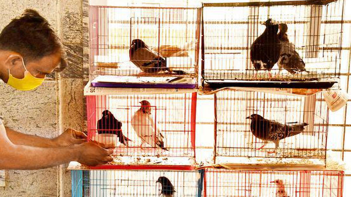 This Bengaluru-based pigeon hospital gets its winged patients delivered to the facility via Dunzo, Uber, Ola and other service providers