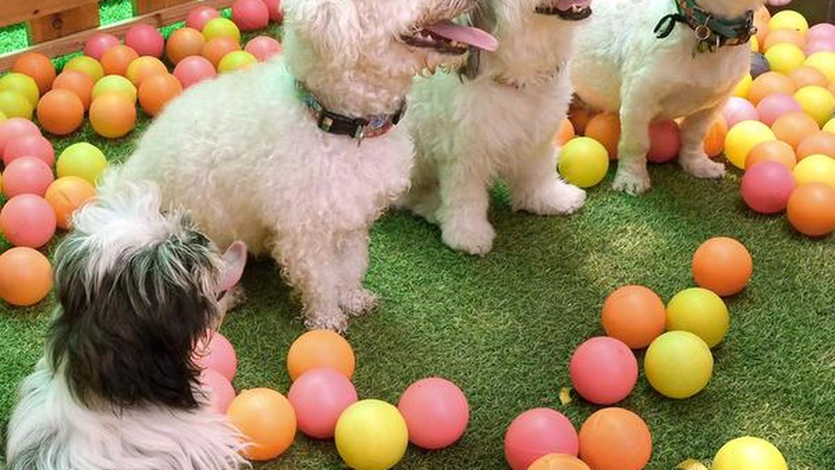 Heard of dog cafes? Chennai’s Twisty Tales has special treats for furry