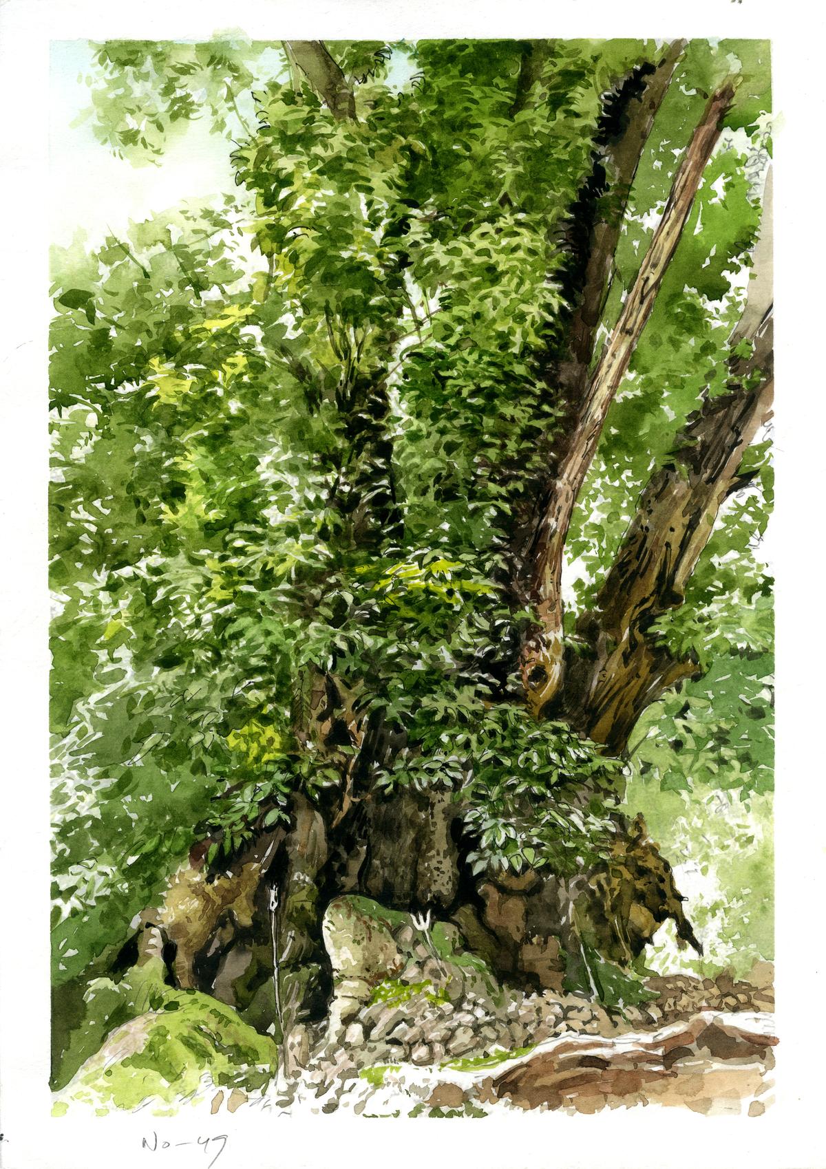 The Dodda Sampige of Biligiri Rangan Hills, Karnataka.