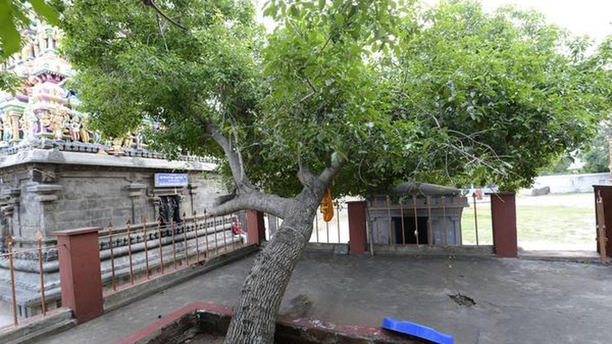 History etched in stone The Hindu