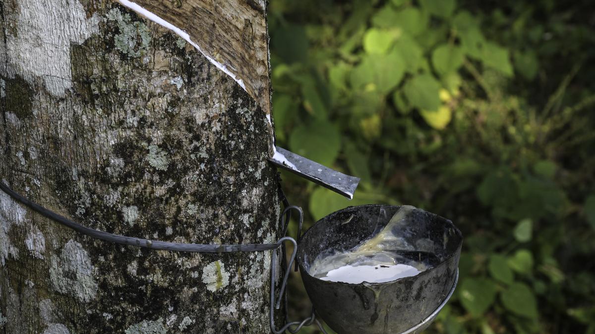 Review of The Remnants of Rebellion by Ponnu Elizabeth Mathew